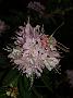 Rhodo scabrifolium var spiciferum